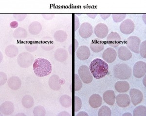 Plasmodium vivax female and male gametocytes 