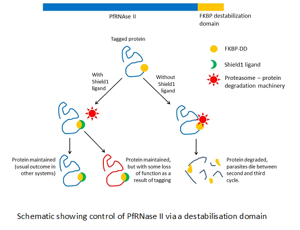 Schematic of PfRNase