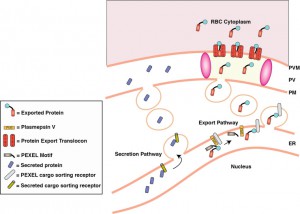 A schematic of protein export by Plasmodium (from Alan Cowman’s lab)