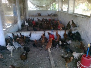 Traditional poultry production is changing rapidly across much of the world