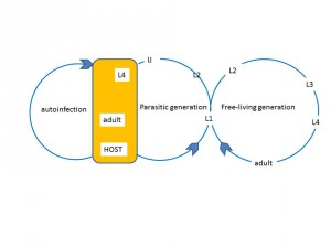 Developmental cycles of Str. stercoralis. Adapted from Castelleto et al. 2014