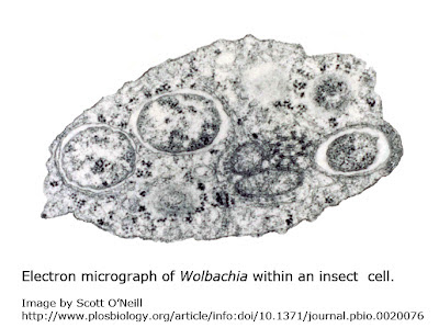 Wolbachia bacteria. 20 de milioane de ţânţari infectaţi cu bacteria Wolbachia, eliberați săptămânal