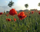 Common poppies ( Papever rhoeas) growing in Flanders, used as a symbol used of remembrance. 