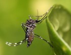 Aedes aegypti