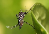 Aedes_aegypti-300×199 BB 2.1