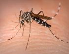 Aedes albopictus female mosquito obtaining a blood meal from a human host.