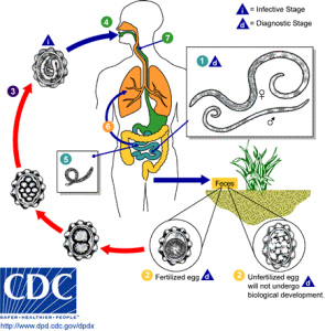 Ascariasis_LifeCycle_-_CDC_Division_of_Parasitic_Diseases