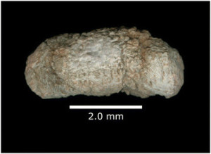 Cynodont coprolite found in Rio do Grande, Brazil