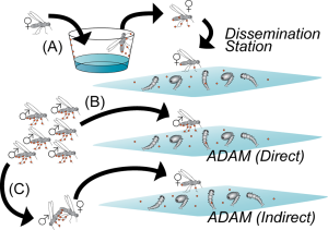 A diagram comparing the ADAM and the dissemination station based methods