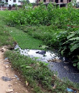 An example of a breeding site - water accumulated by the side of a road. 