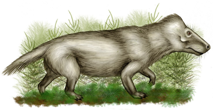 Mid- Triassic Cynodont (wikicommons)