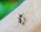 Aedes mosquito biting human