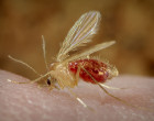 Phlebotomus pappatasi taking a blood meal. Content provider: CDC/ Frank Collins – commons Wikimedia