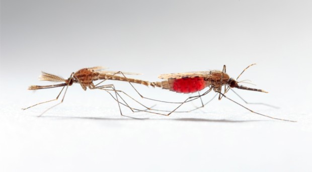 Bugbitten Mosquito Sex And Infection Benefits And Costs 