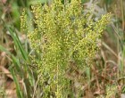 Artemisia annua. Source Wikki commons