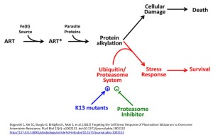 cell stress response