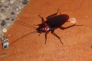 A tropical cockroach