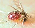 600px-Lutzomyia_longipalpis-sandfly