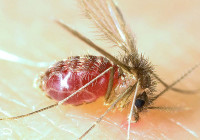 600px-Lutzomyia_longipalpis-sandfly