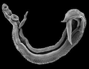 Scanning Electron Image of a Schistosome worm pair – Photo copyright Trustees of the Natural History Museum