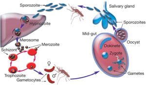 The malaria parasite’s lifecycle (from EA Winzeler Nature 455, 756-751 (2008) doi:10.1038/nature07361)