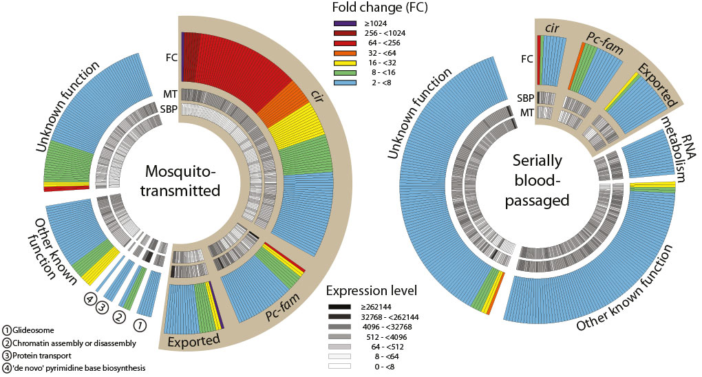 Gene expression profiles in mosquito-transmitted and blood-passaged populations of P. chabaudi  (from PJ Spence Nature 498, 228-231 (2013) doi: 10.1038/nature12231)