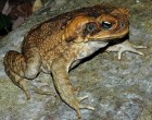 The cane toad, Rhinella marina (photo:Froggydarb)