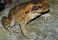 The cane toad, Rhinella marina (photo:Froggydarb)