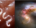 Roundworm or galaxy?