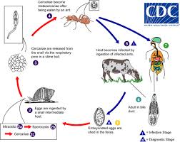 Dicrocoelium dendriticum life cycle. Image Credit: Centre for Disease Control https://www.cdc.gov/dpdx/dicrocoeliasis/index.html 
