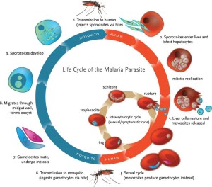 Malaria lifecycle. Image from Klein 2013