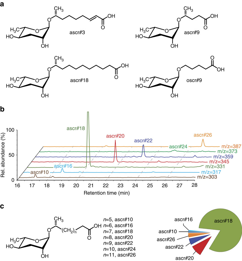 (a) Examples of ascarosides previously identified. (b) HPLC-MS analysis of nematode exo-metabolome samples, showing seven detected ascarosides. (c) Chemical structures of identified ascarosides and relative quantitative distribution. Source: https://www.nature.com/ncomms/2015/150723/ncomms8795/fig_tab/ncomms8795_F1.html