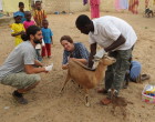 Caption: Collecting stool and urine samples from livestock. Photo credit Elsa Leger