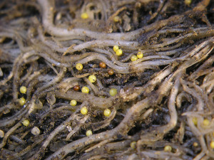 Cyst nematodes damage to potato roots. Source: commons wikimedia 