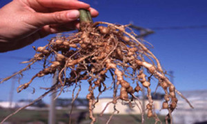 Root-knot nematode galls on plant roots. Source: commons wikimedia