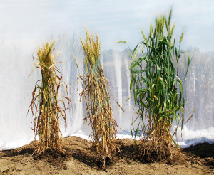 A comparison of experimental wheat lines showing different levels of resistance to the disease spot blotch. Source: https://www.flickr.com/photos/cimmyt/6508078617 