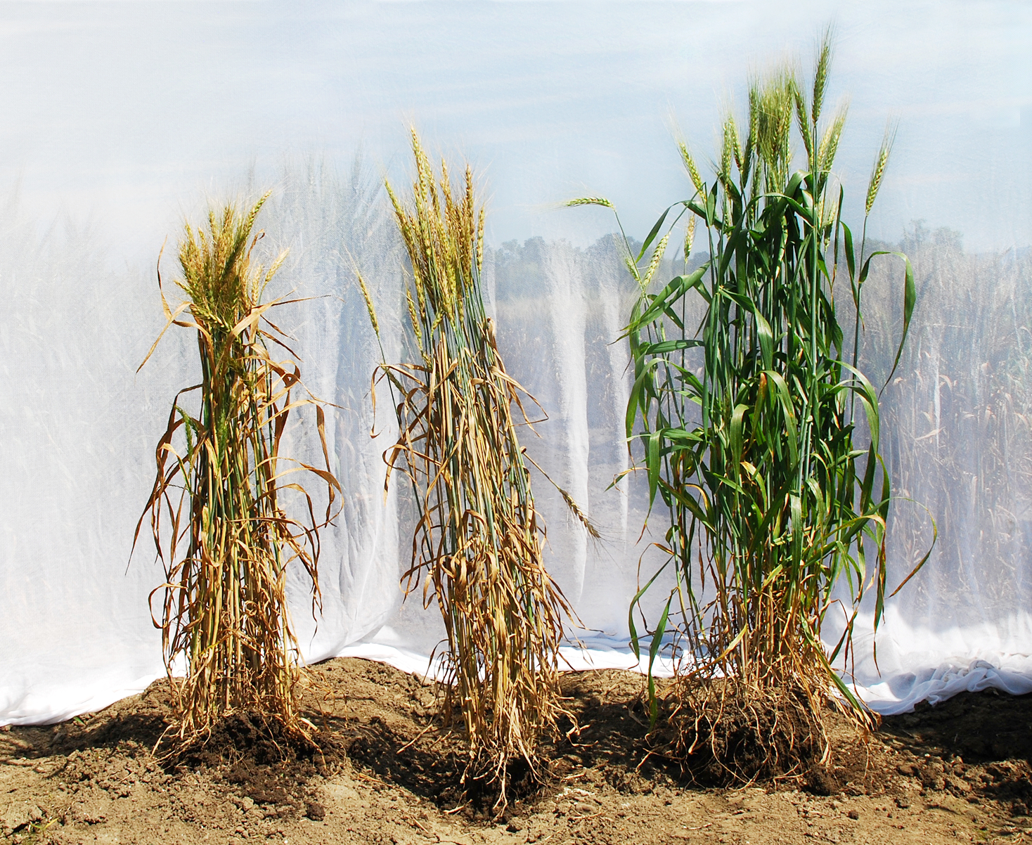 Жито корень. Мочковатая корневая система пшеницы. Озимая пшеница корень. Злаки с мочковатой корневой системой. Корень озимой ржи.