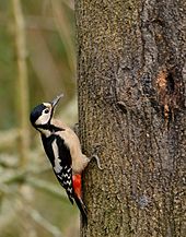 A greater spotted woodpecker: Wikicommons