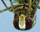 The face of a predacious backswimmer. Photo credit: https://nathistoc.bio.uci.edu/