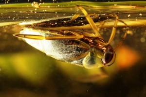 The backswimmer Notonecta_CreativeCommons