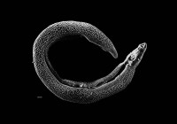 Adult Schistosoma