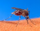 Aedes_aegypti_biting_human-300x237