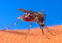 Aedes_aegypti_biting_human-300×237