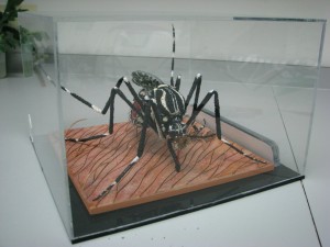 In his spare time, Derric is an artist, who makes models such as this giant Aedes aegypti. I keep a small version of the same that he made for me when I left Oxitec.