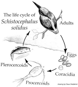 Life cycle of S.solidus Credit: By Claus Wedekind - Lukas Schärer: https://commons.wikimedia.org/w/index.php?curid=2034200 