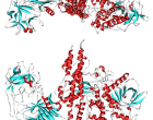 Molecular structure of botulinum toxin