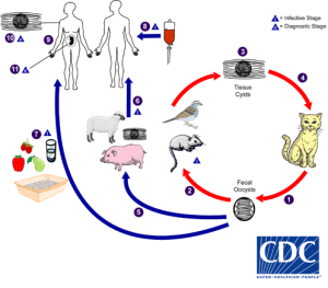 Life cycle of Toxoplasma gondii