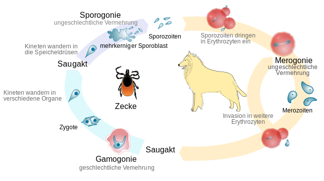 The life cycle of Babesia canis. Source Wikimedia commons