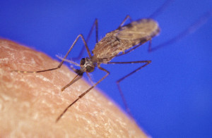 Mosquitoes boost their body armour