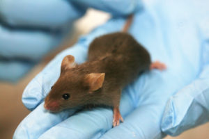 Lab mouse source - Wiki commons